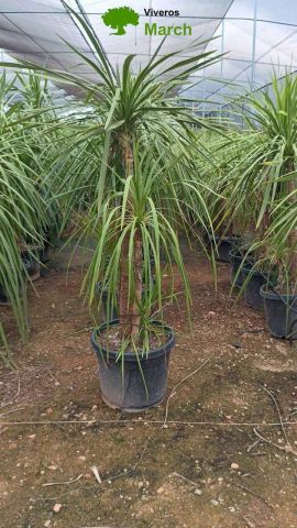 DRACAENA INDIVISA  D45L-50 cm HT170/230