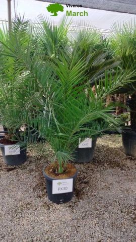 PHOENIX CANARIENSIS C30L - 40cm
