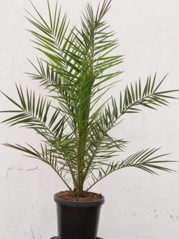 PHOENIX CANARIENSIS C45L-Ø47cm HT140/160cm