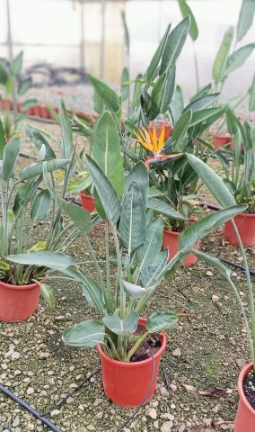 STRELITZIA REGINA C10L - 25cm HT60/80