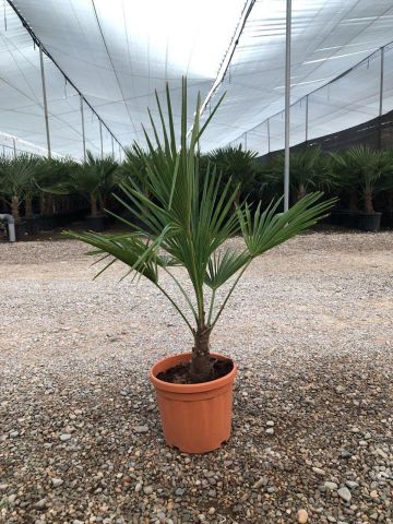 TRACHYCARPUS F. D6L - 22CM HT60/80