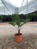TRACHYCARPUS F. D6L - 22CM HT60/80