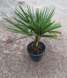 TRACHYCARPUS F. D6L - 22CM HT60/80