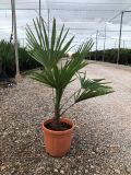 TRACHYCARPUS F. D6L - 22CM HT60/80