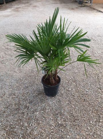 TRACHYCARPUS F. MULT. D15L - 32cm HT80/100