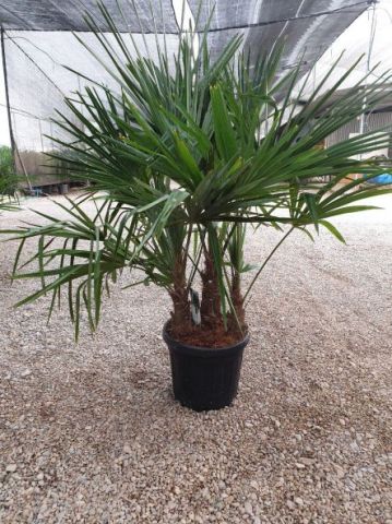 TRACHYCARPUS F. MULT. D20L - 35cm TR15/20 HT100/12