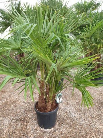 TRACHYCARPUS F. MULT. C30L - 40cm TR20/30 HT130/15