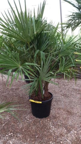 TRACHYCARPUS F. MULT. C45L - 50cm TR30/45 HT150/17