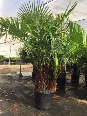 TRACHYCARPUS F. MULT. C70L - 55cm TR45/60 HT175/20