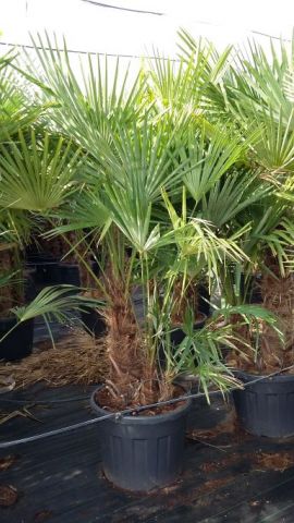 TRACHYCARPUS F. MULT. C90L TR60/80 HT200/25