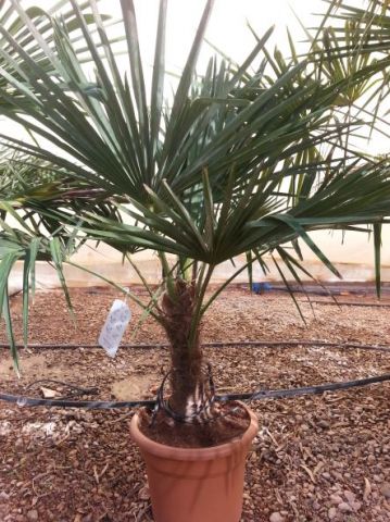 TRACHYCARPUS F. D20L - 35cm TR20/30 HT130/150