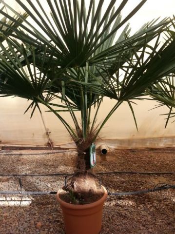 TRACHYCARPUS F. D25L - 37cm TR30/40 HT145/170