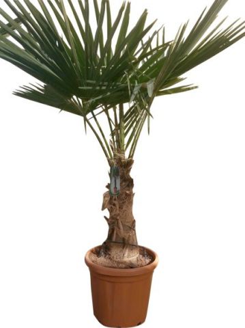 TRACHYCARPUS F. D35L - 37cm TR40/50 HT170/190