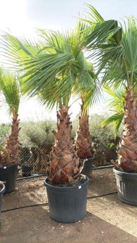 WASHINGTONIA ROBUSTA 90L TR 100/120cm HT 250/270cm