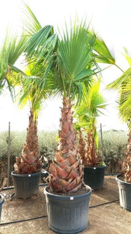 WASHINGTONIA ROBUSTA 110L TR 120/140 HT 270/310