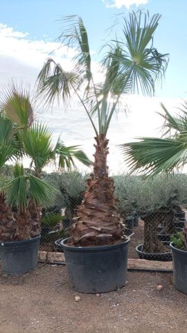 WASHINGTONIA ROBUSTA 1300L TR 140/160 HT 270/310