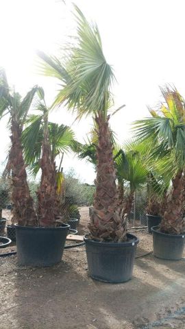 WASHINGOTNIA ROBUSTA 150L TR 160/180cm HT310/350cm
