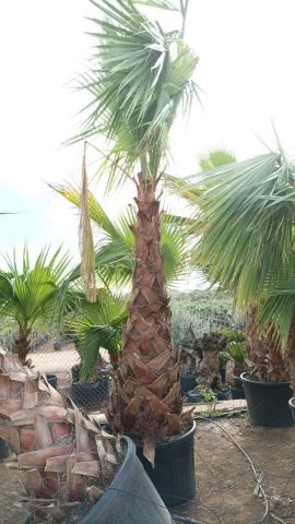 WASHINGTONIA ROBUSTA 130L TR 180/200 HT 310/350
