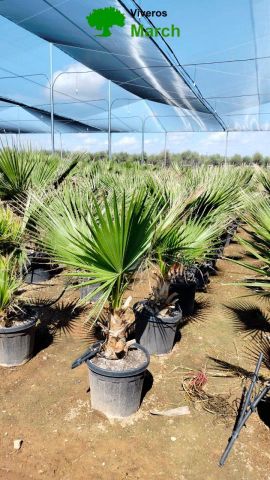 WASHINGTONIA ROBUSTA 35L TR 20-30cm HT 130/150cm