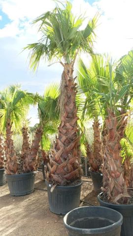 WASHINGTONIA ROBUSTA 150L TR 220/240cm HT 350/400