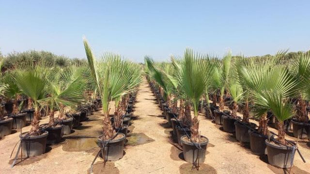WASHINGTONIA ROBUSTA 35L TR 30/40cm HT 140/160cm