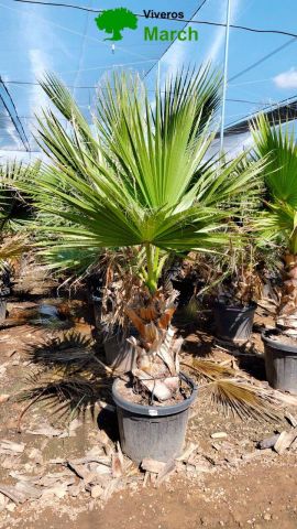 WASHINGTONIA ROBUSTA 35L TR 40/50cm HT160/200 cm