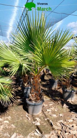 WASHINGTONIA ROBUSTA 45L TR 60/80cm HT 240/260cm