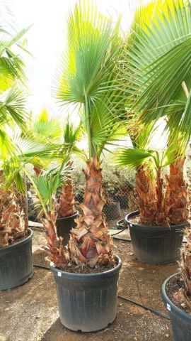 WASHINGTONIA ROBUSTA 90L TR 80/100cm HT 250/270cm