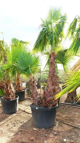 WASHINGTONIA ROBUSTA DOBLE 130L TR 140/160cm 