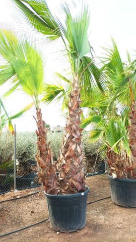 WASHINGTONIA ROBUSTA DOBLE 130L TR 160/180 cm