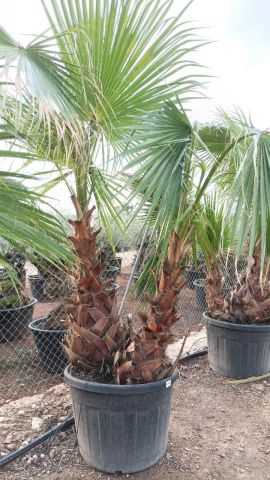 WASHINGTONIA ROBUSTA DOBLE 110L TR 80/100 cm 