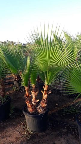 WASHINGTONIA ROBUSTA MULTITRONCO  45L HT160/180 CM