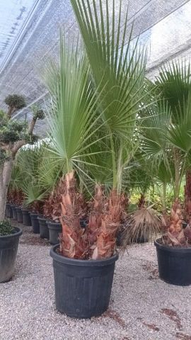 WASHINGTONIA ROBUSTA MULTITRONCO 70L HT220/250