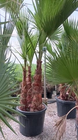 WASHINGTONIA ROBUSTA MULTITRONCO 90L TR 60/80cm